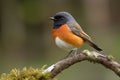 male redstart bird on twig, watching over its territory
