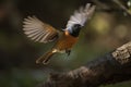 male redstart landing on tree branch, its wings outstretched