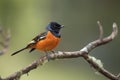 male redstart perched on twig, showcasing its bright orange and black plumage