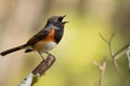 male redstart perched on twig, singing its beautiful song