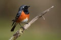 male redstart perched on twig, singing its beautiful song