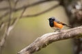 male redstart perching on tree branch, watching for prey