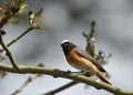 Male Redstart