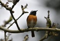 Male Redstart