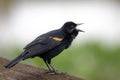 A male redwinged blackbird sings a morning song