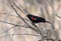 A male redwinged blackbird sits on bare branches Royalty Free Stock Photo