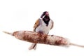 Male Reed Bunting, blackcap (Emberiza schoeniclus) singing Royalty Free Stock Photo