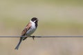 Male Reed Bunting (Emberiza schoeniclus) Royalty Free Stock Photo