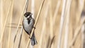 Male Reed Bunting