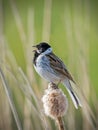 Male Reed Bunting