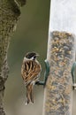 Male Reed Bunting on feeder