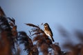 Male reed bunting feeding on flowering seed heads