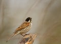 Male reed bunting on the perch