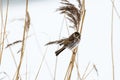 Male reed bunting in winter coloration Royalty Free Stock Photo