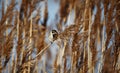 Male reed bunting feeding on flowering seed heads