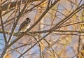 A male Reed Bunting in winter coloration Royalty Free Stock Photo