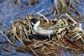 Male reed Buntings in spring in the North