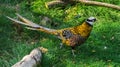 Male reeves pheasant walking in the grass in closeup, a beautiful bird from the forests of china Royalty Free Stock Photo