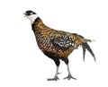 Male Reeves's Pheasant Royalty Free Stock Photo