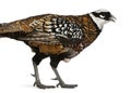 Male Reeves`s Pheasant, Syrmaticus reevesii, can grow up to 210 cm long Royalty Free Stock Photo