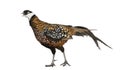 Male Reeves`s Pheasant, Syrmaticus reevesii, can grow up to 210 cm long Royalty Free Stock Photo