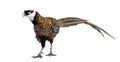 Male Reeves`s Pheasant, Syrmaticus reevesii, can grow up to 210 cm long Royalty Free Stock Photo