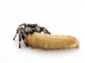 Male regal jumping spider feeding on a waxworm Royalty Free Stock Photo