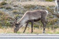 Male reindeer in Finland