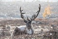 Male reindeer lying on the ground during a snow storm.