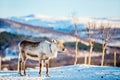 Male reindeer at winter