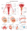 Male reproductive anatomy set. Urological and genital organs, muscles