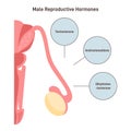 Male reproductive hormones. Human endocrine system organ producing