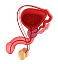 Male reproductive system. Royalty Free Stock Photo