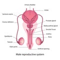 Male reproductive system anatomy Royalty Free Stock Photo