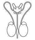 Male reproductive system and bladder. Front view, line art illustration