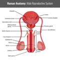 Male reproductive system detailed anatomy. Vector Medical