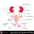 Male Reproductive System Royalty Free Stock Photo