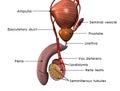 Male reproductive system