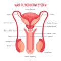 Male reproductive system icon with description isolated on white background. Anatomy of the internal organs of man. Royalty Free Stock Photo