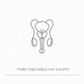 Male reproductive system icon isolated. Single thin line symbol of urogenital system.