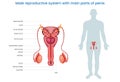 Male reproductive system with main parts of a penis labeled diagram