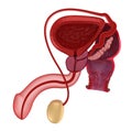 Male reproductive system and rectum