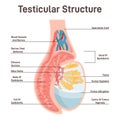Male reproductive system. Testicular anatomy. Cross section Royalty Free Stock Photo