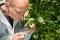 Male researcher examining leaf of tomato plant with magnifier at