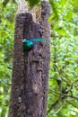 Resplendent quetzal - Pharomachrus mocinno - Costa Rica