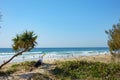 Male resting on sand in shade on pandanus tree with beach background Royalty Free Stock Photo