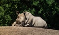 Rhino lying down Royalty Free Stock Photo