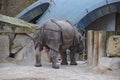 Male Rhino at zoo Royalty Free Stock Photo