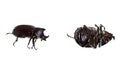 Male Rhinoceros Beetle