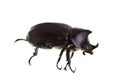 Male Rhinoceros Beetle